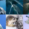 From Seals to Whales: 7 animals that produce thickest <i class="tbold">milk</i> on earth