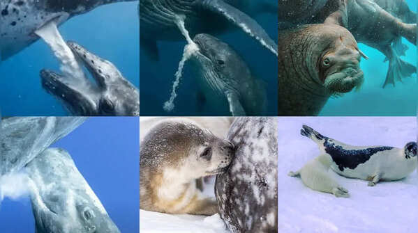 From Seals to Whales: 7 animals that produce thickest milk on earth