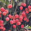 Take a look at stem and aroma