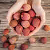 Avoid shriveled or dry-looking litchi