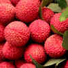 Purbi Litchi