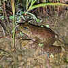 Article image for: Amolops Kamal: New frog species discovered in Nagaland
