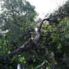 Article image for: 24 trees axed for developing playground in Kharghar, Navi Mumbai