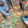 Article image for: Injured leopard rescued from Wagle Estate in Thane