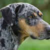 Catahoula Leopard Dog