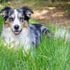 Border Collie (Merle)