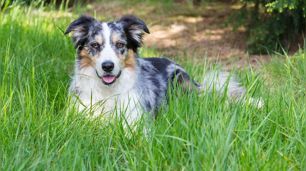 Border Collie (Merle)