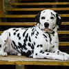 Dalmatian