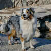 Australian Shepherd