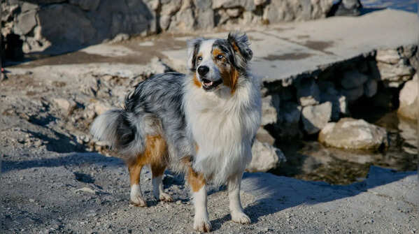 Australian Shepherd