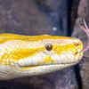 Finding a mating partner with the help of chemicals
