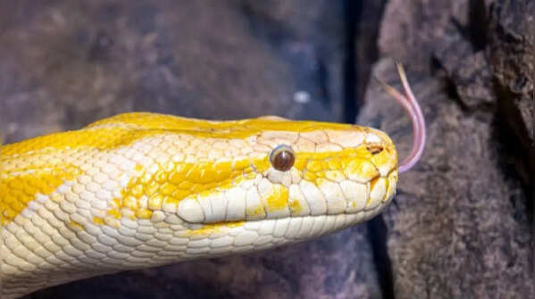 Finding a mating partner with the help of chemicals