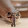 The tongue works together with the Jacobson's organ