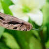 The forked tongue enables snakes to perceive smells