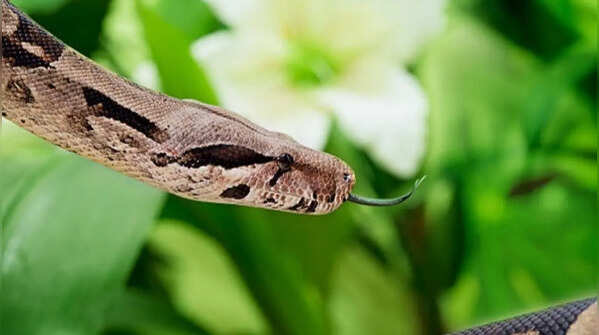 The forked tongue enables snakes to perceive smells