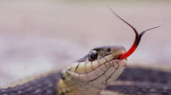 Why do snakes have forked tongues? The surprising science behind this unique feature
