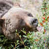Berries in enormous quantities
