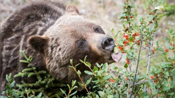 Berries in enormous quantities