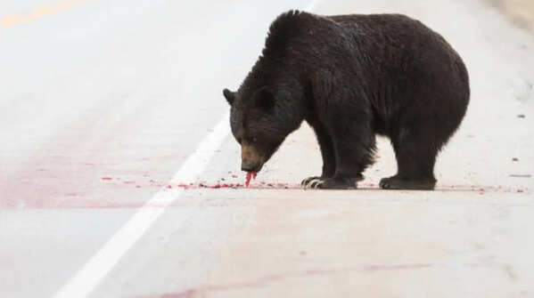 Roadkill and animal carcasses