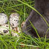 Bird eggs