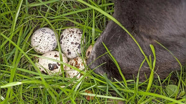 Bird eggs