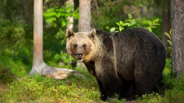 Not just fish and honey: 7 Weird things bears actually eat in the wild