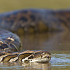 Cottonmouths, Pythons