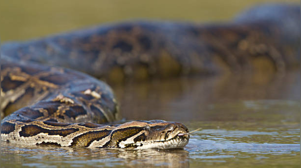 Cottonmouths, Pythons