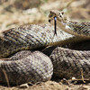 Rattlesnakes
