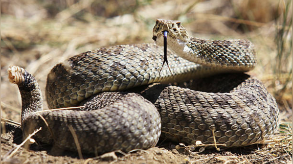 Rattlesnakes