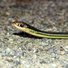 Garter snakes