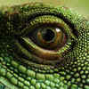 Alna hunted lizards