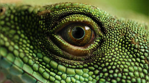 Alna hunted lizards
