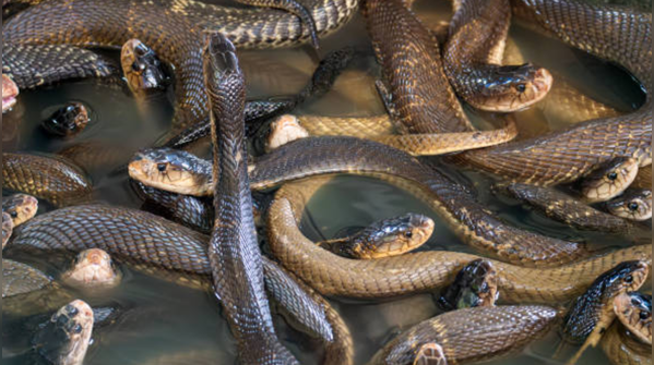Not all snakes are loners