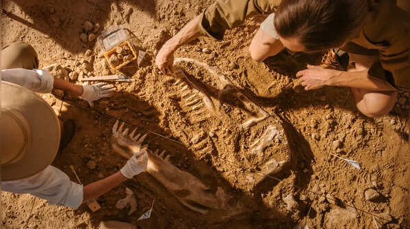 Life in the desert of the bones