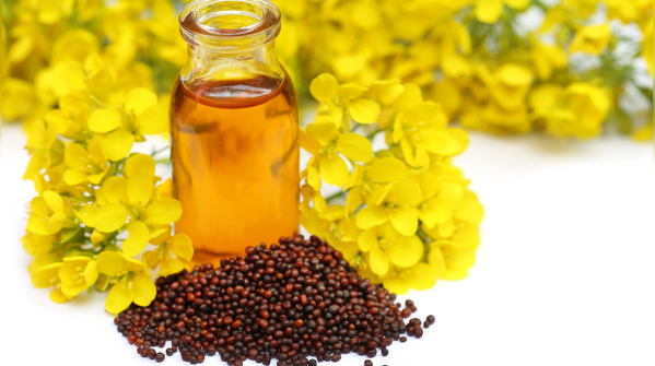 Mustard oil: The traditional Indian oil that science is revisiting