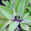 Bryophyllum - Plant producing offspring on its leaves