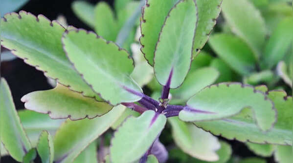 Bryophyllum - Plant producing offspring on its leaves