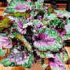 Begonia – A miraculous leaf that produces new plant