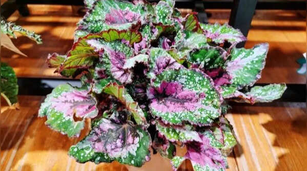 Begonia – A miraculous leaf that produces new plant