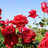 Roses