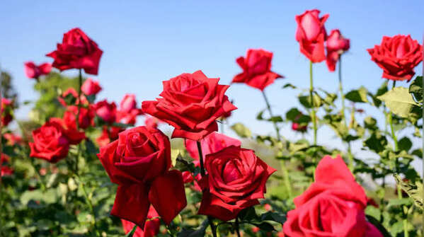 Roses