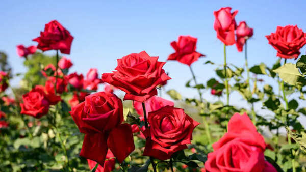 Rose Photos