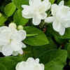 Jasmine (Mogra)