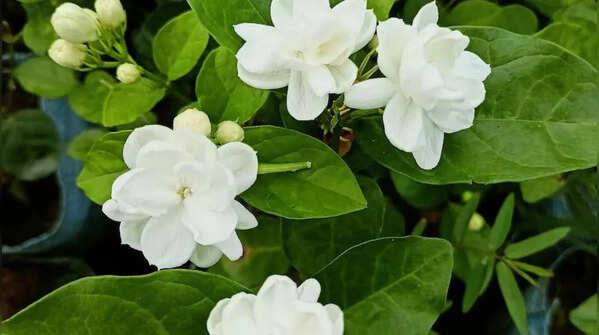 Jasmine (Mogra)