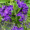 Duranta
