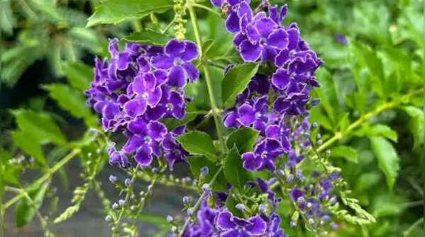 Duranta