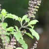 Holy Basil