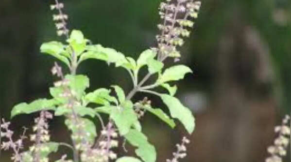 Holy Basil