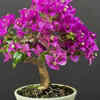 Bougainvillea